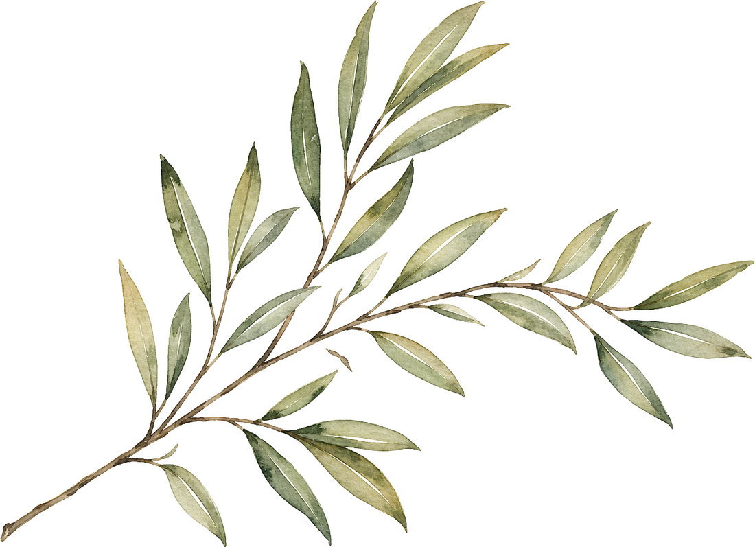 Watercolor olive branch