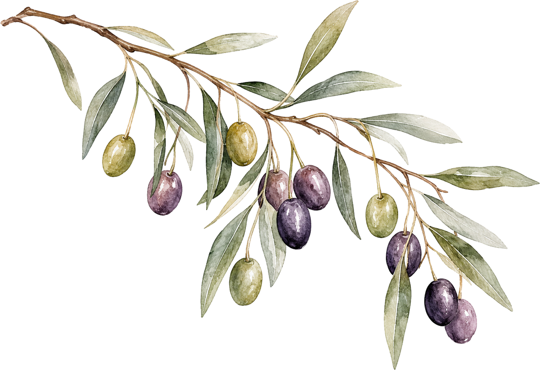 Watercolor olive branch