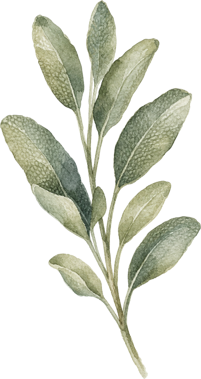 Watercolor sage sprig